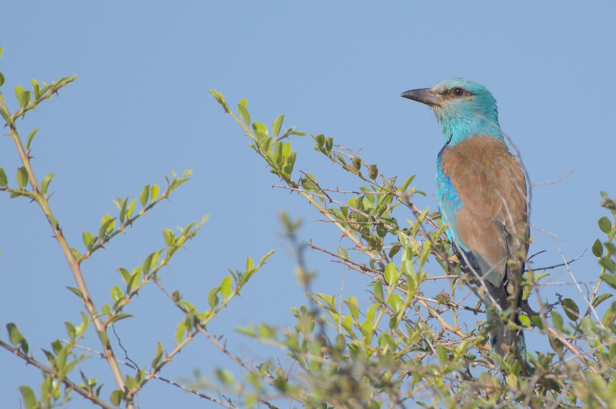 European Roller - ML592087001