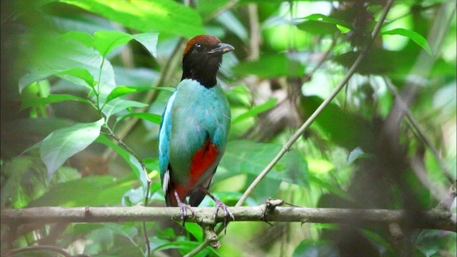 Western Hooded Pitta - ML592087051