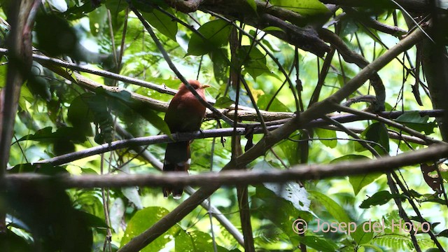 Little Cuckoo - ML592087071