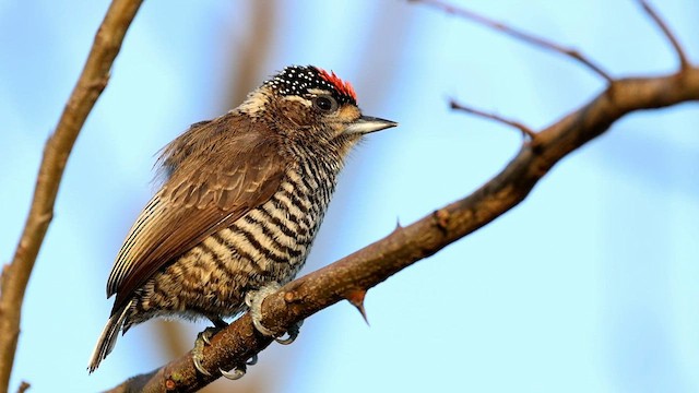 White-barred Piculet - ML592087281