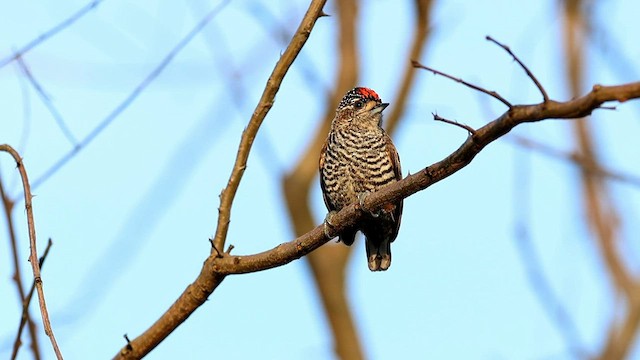 White-barred Piculet - ML592087301