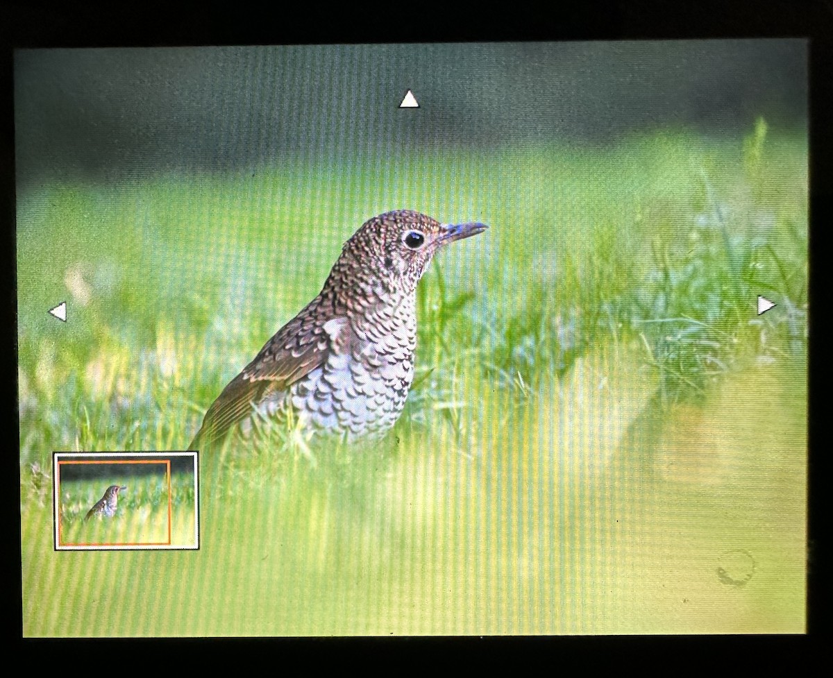 Russet-tailed Thrush (Russet-tailed) - ML592088461