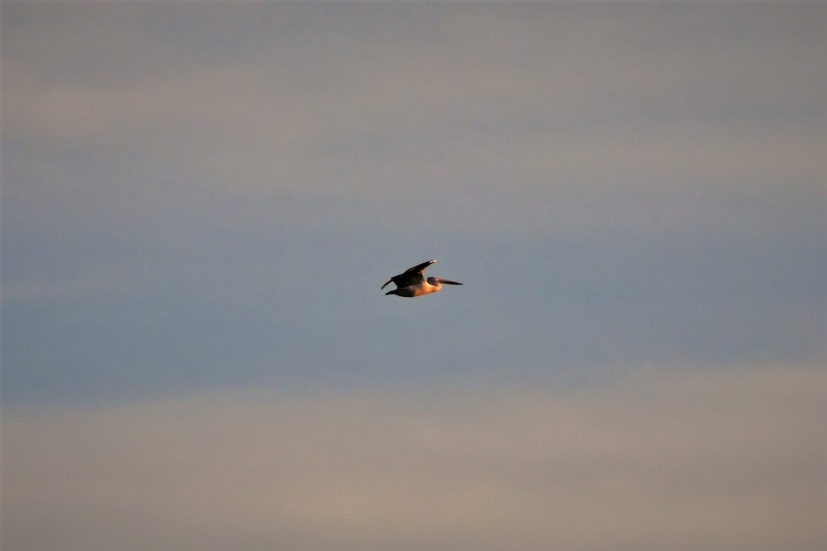 Australian Pelican - ML592089021