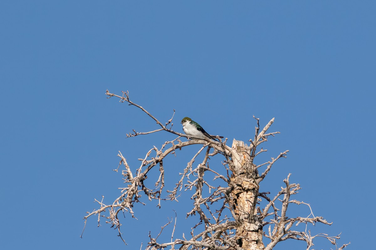 Violet-green Swallow - ML592089041