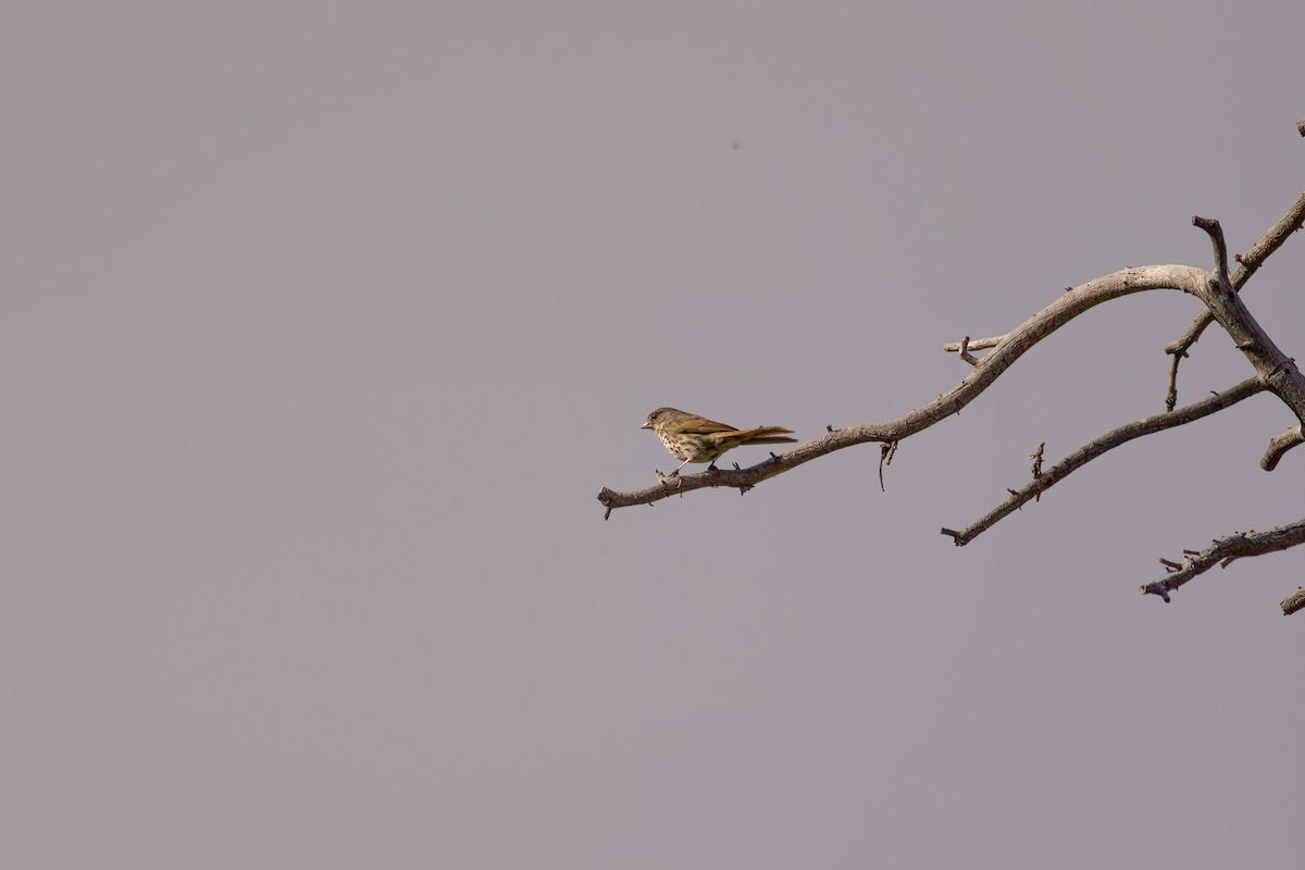 Fox Sparrow - ML592089051