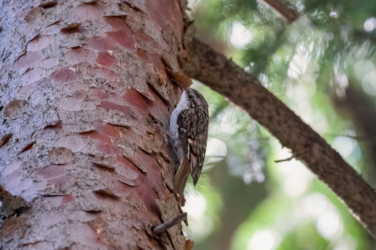 Brown Creeper - ML592089101