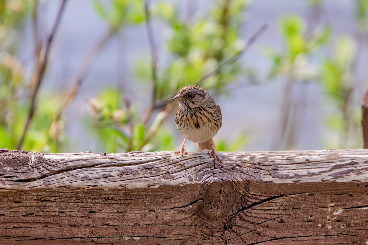 Lincoln's Sparrow - ML592089111