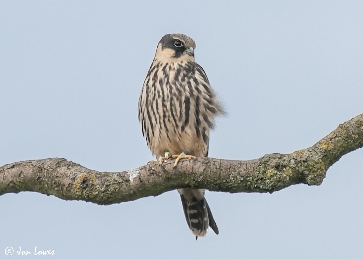 Eurasian Hobby - ML592089811