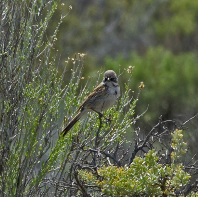 Sagebrush Sparrow - ML59209021
