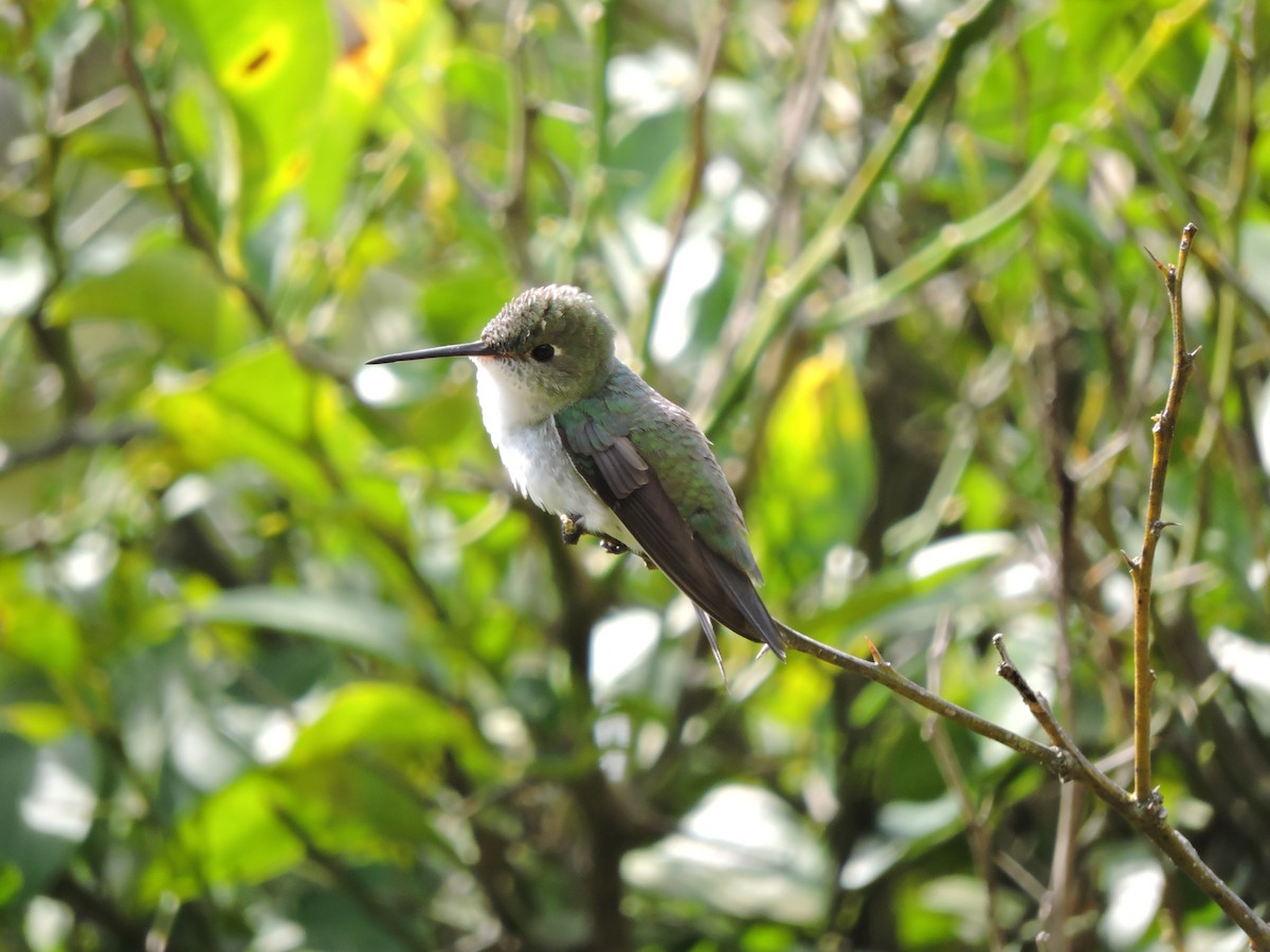 White-bellied Hummingbird - ML592090371