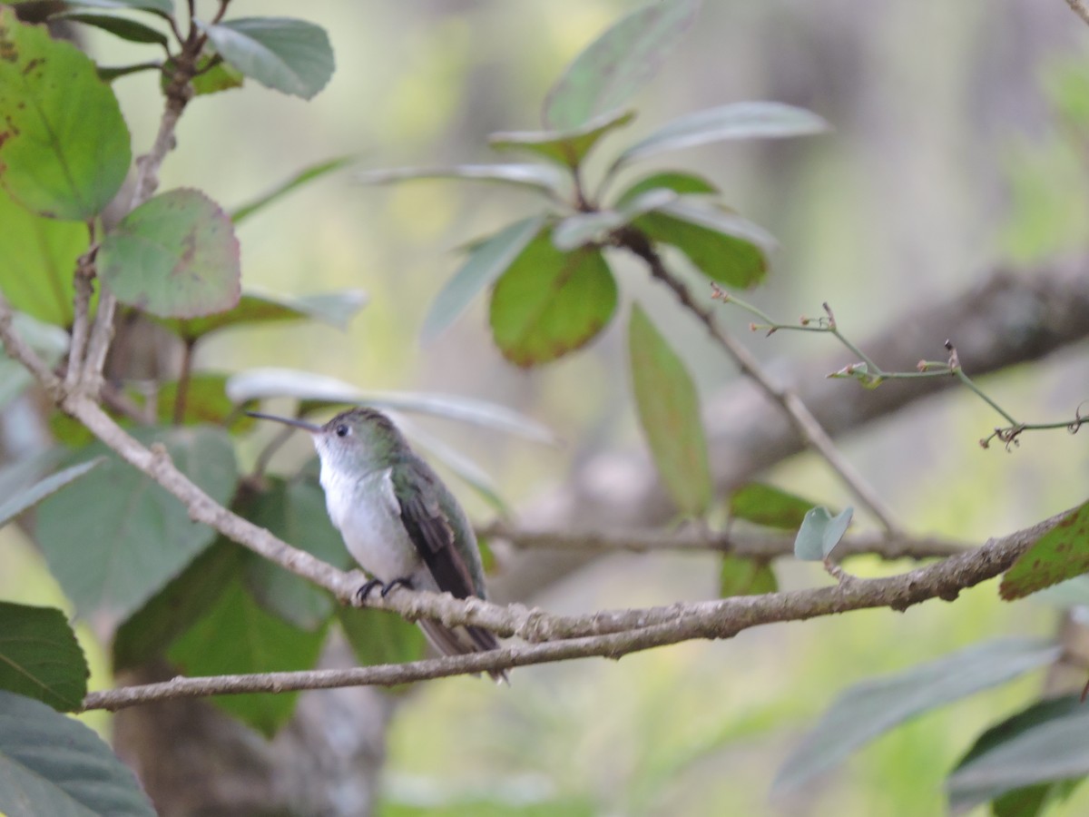 White-bellied Hummingbird - ML592090381