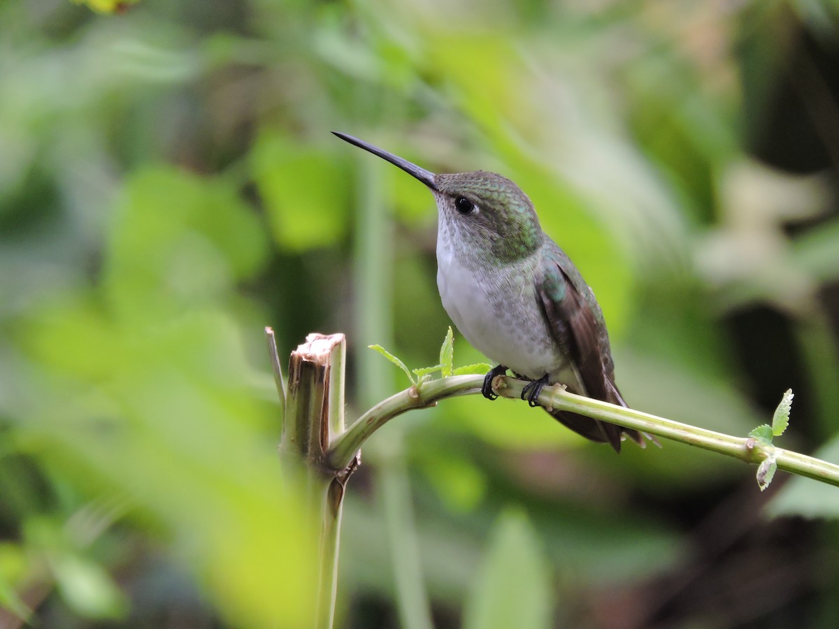 White-bellied Hummingbird - Adriel Molina