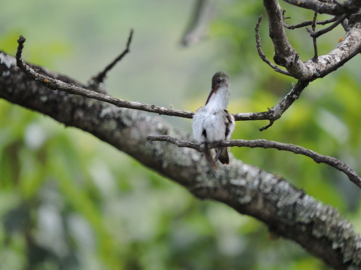 White-bellied Hummingbird - Adriel Molina