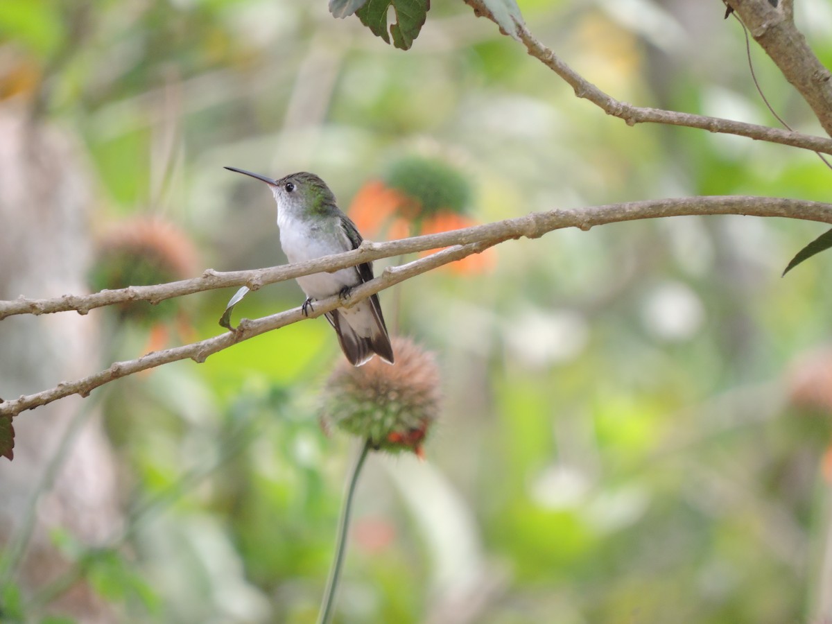 White-bellied Hummingbird - ML592090411