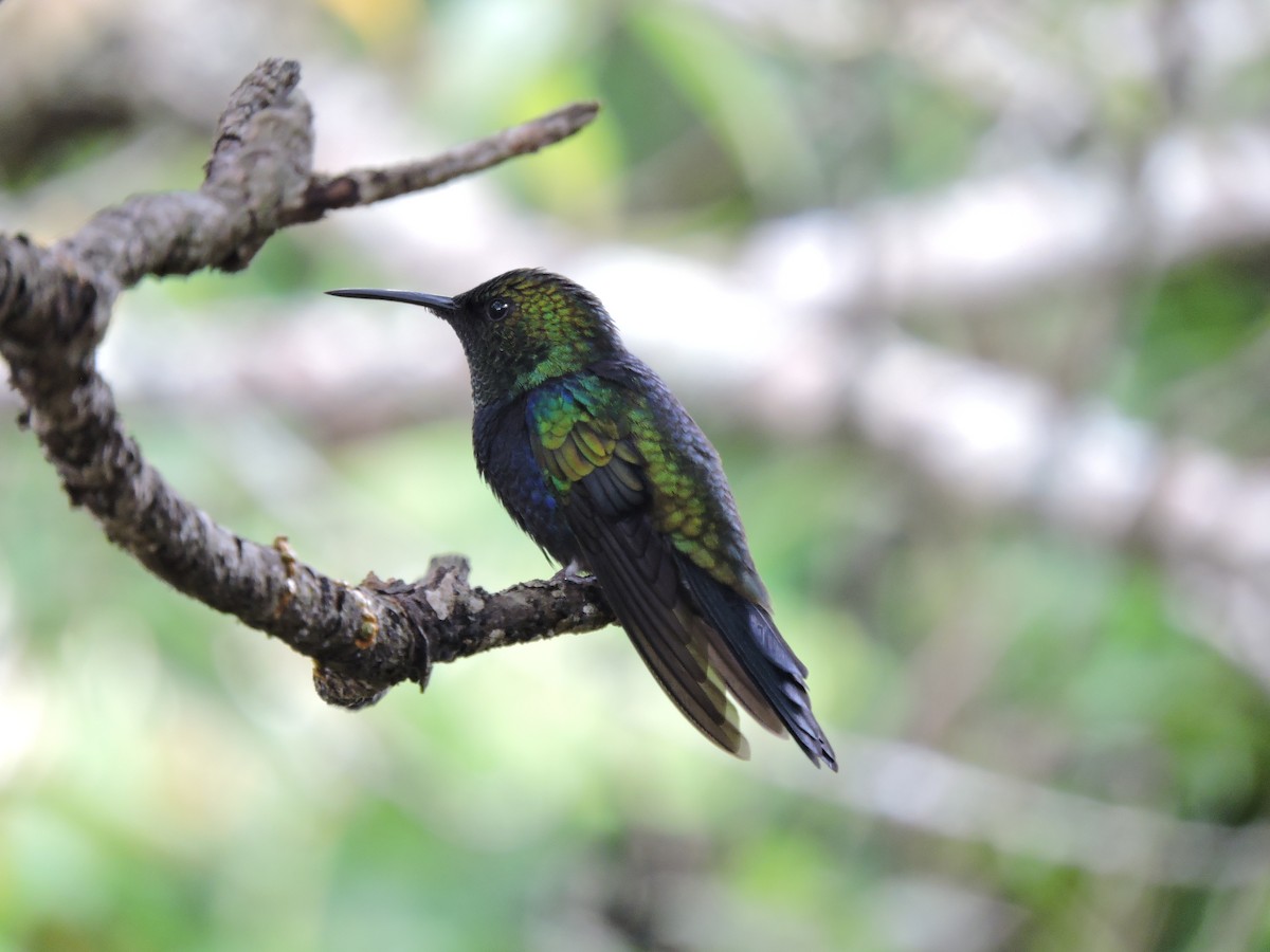 Zafiro Golondrina - ML592090561