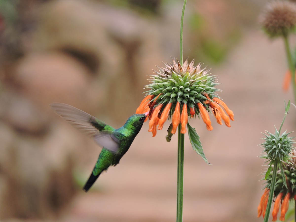 Glittering-bellied Emerald - ML592091311