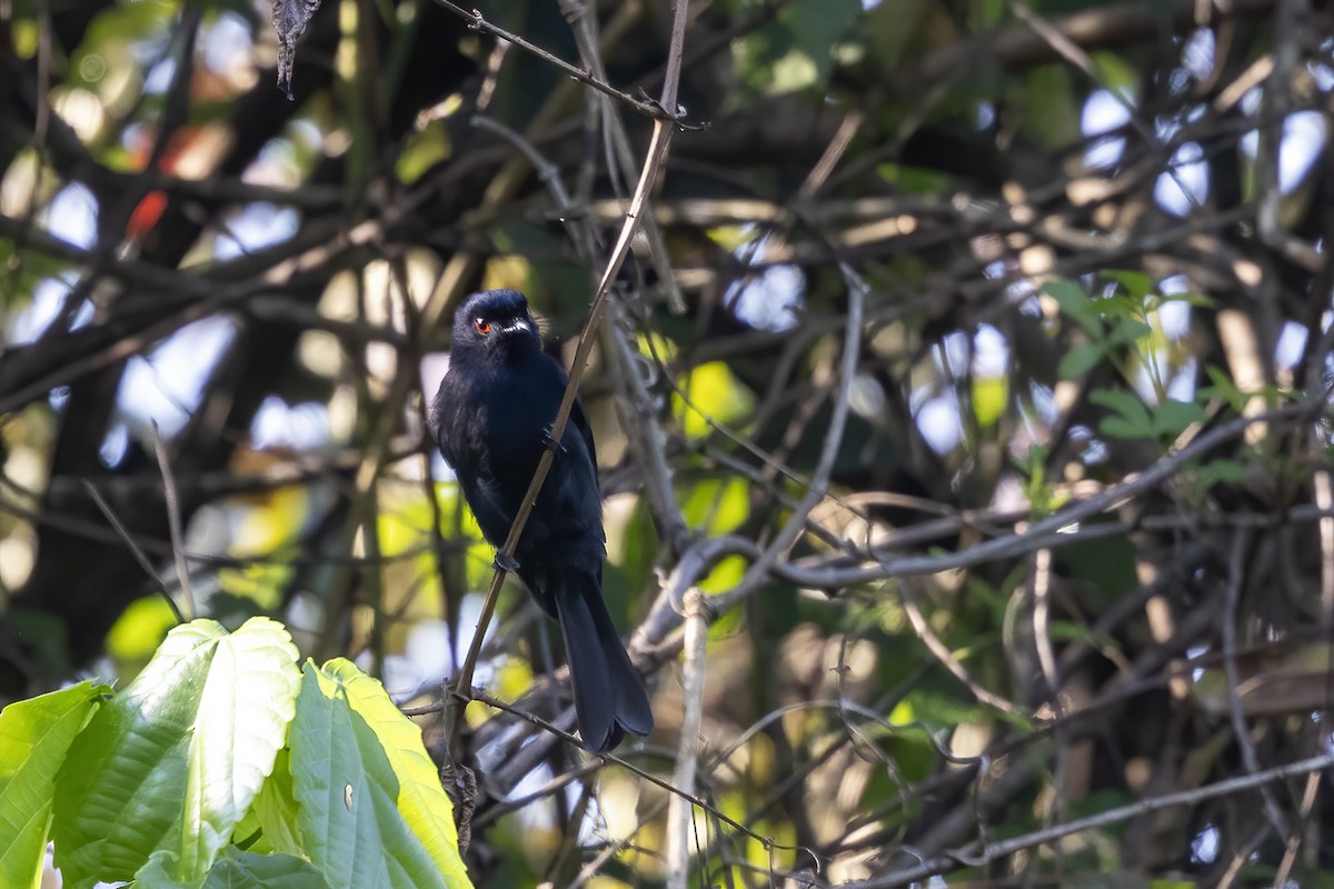 Sharpe's Drongo (Eastern) - ML592091871