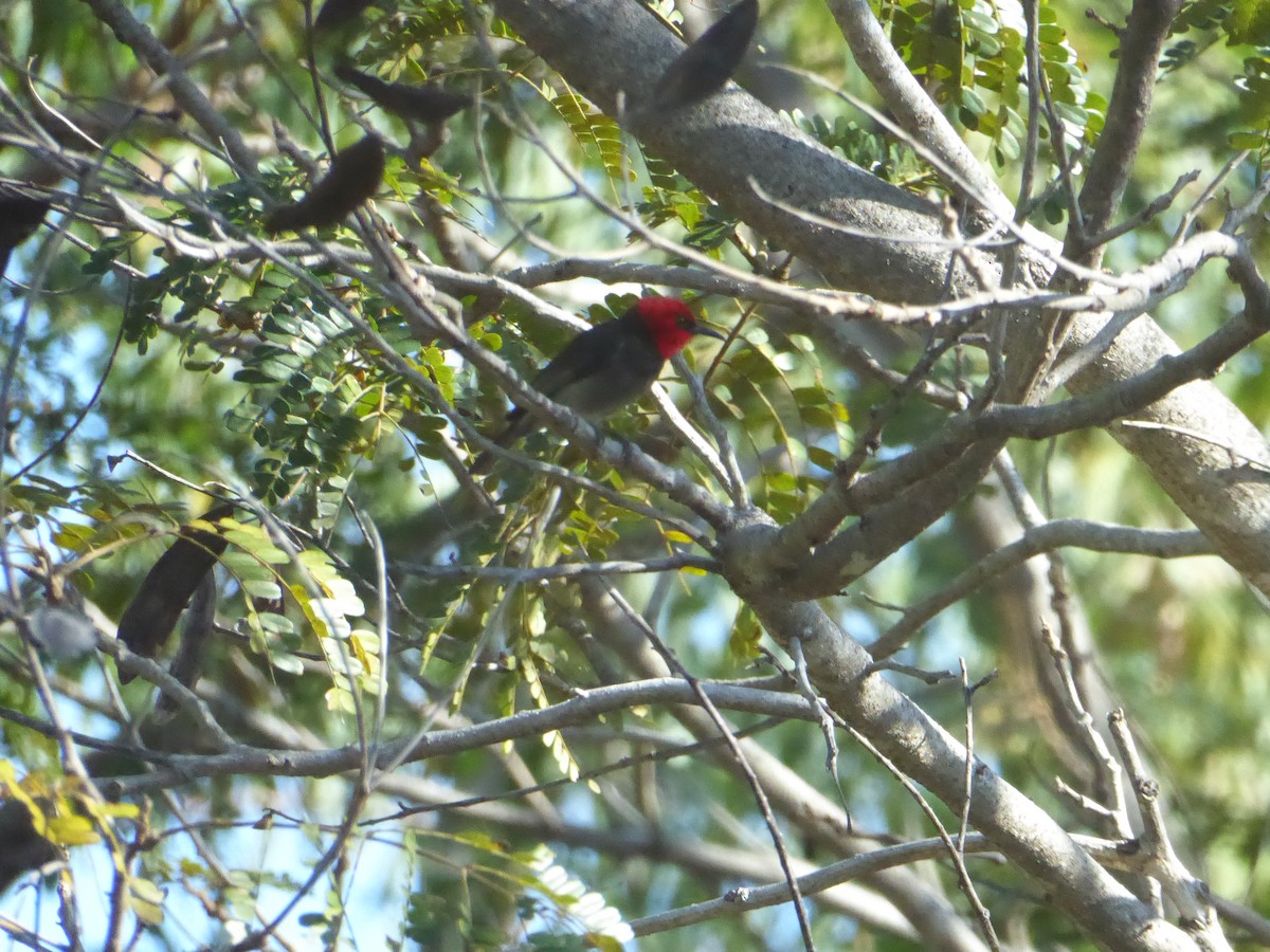 Red-headed Myzomela - ML592092051