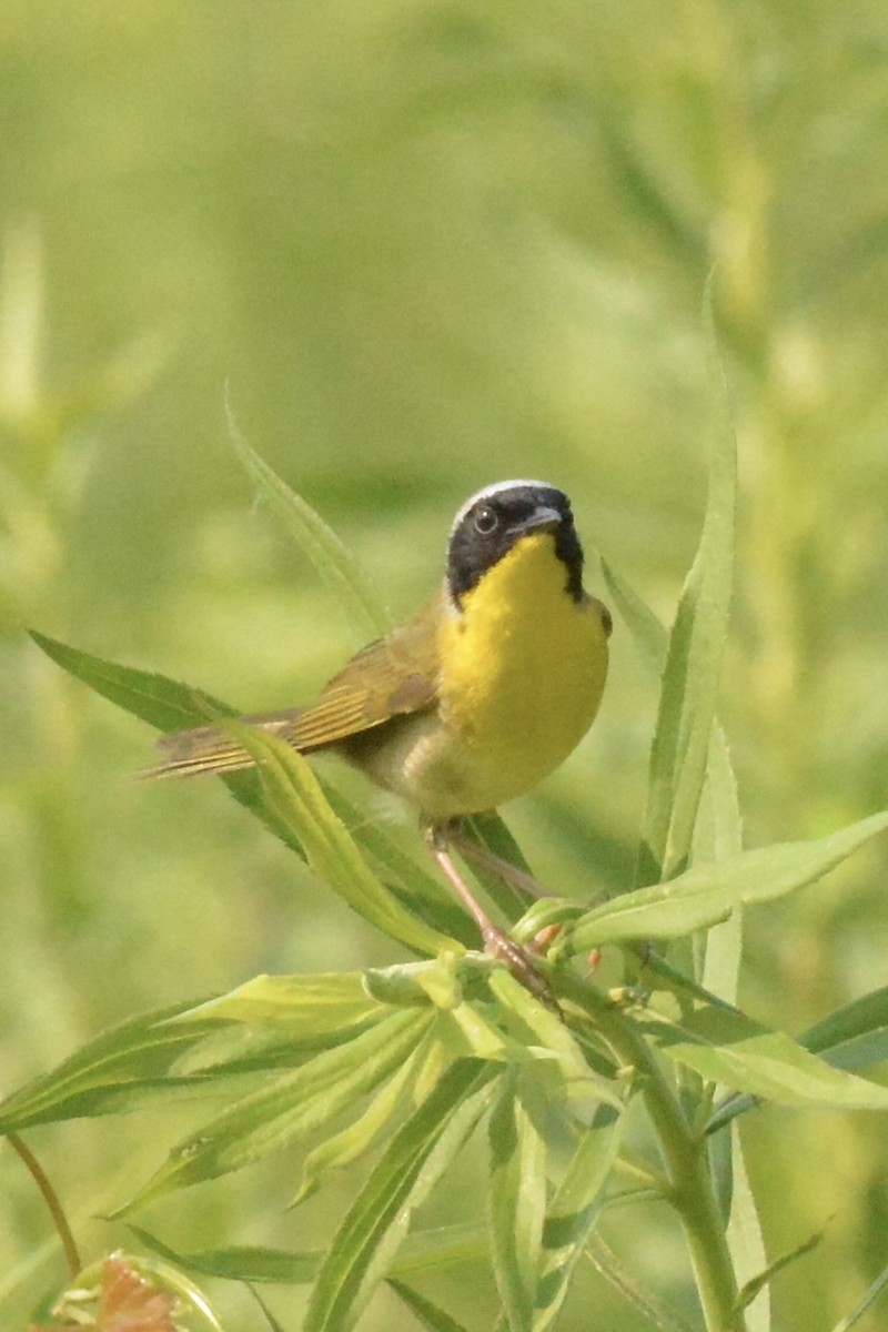 Paruline masquée - ML592092161