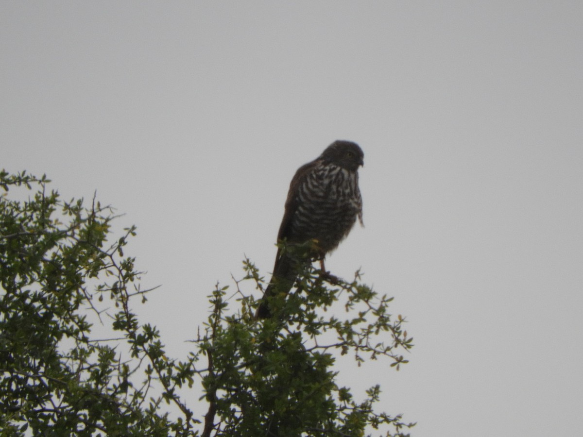 Brown Goshawk - ML592092501