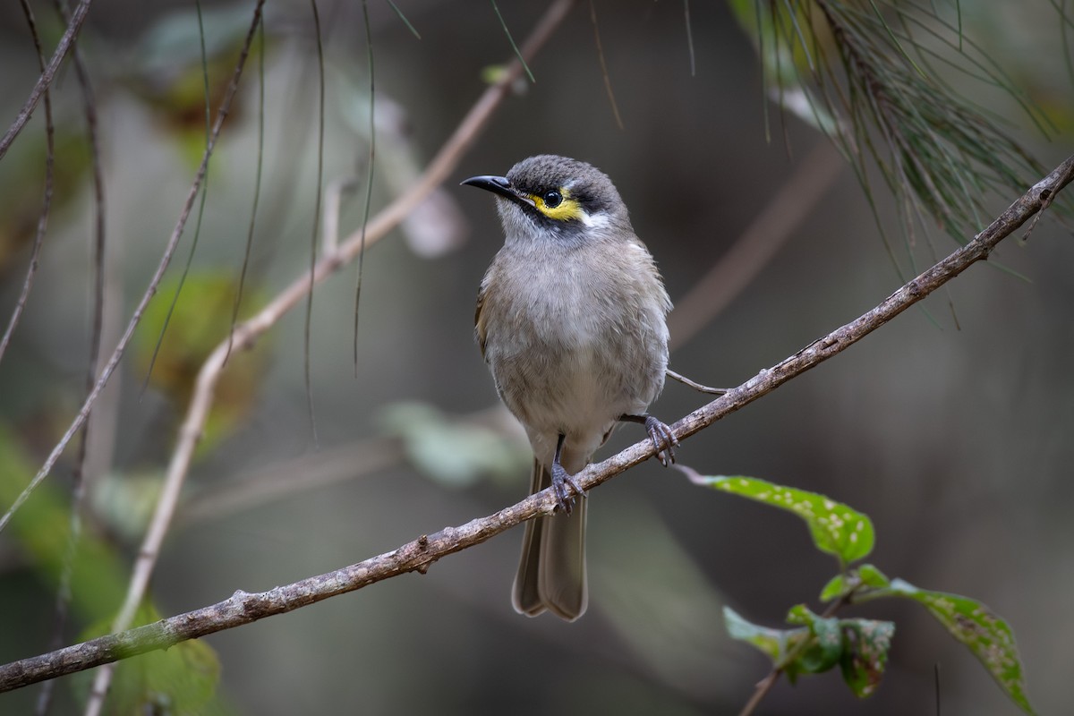 Yellow-faced Honeyeater - ML592092821