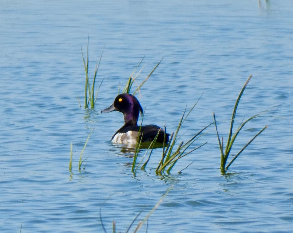 Tufted Duck - ML592095081