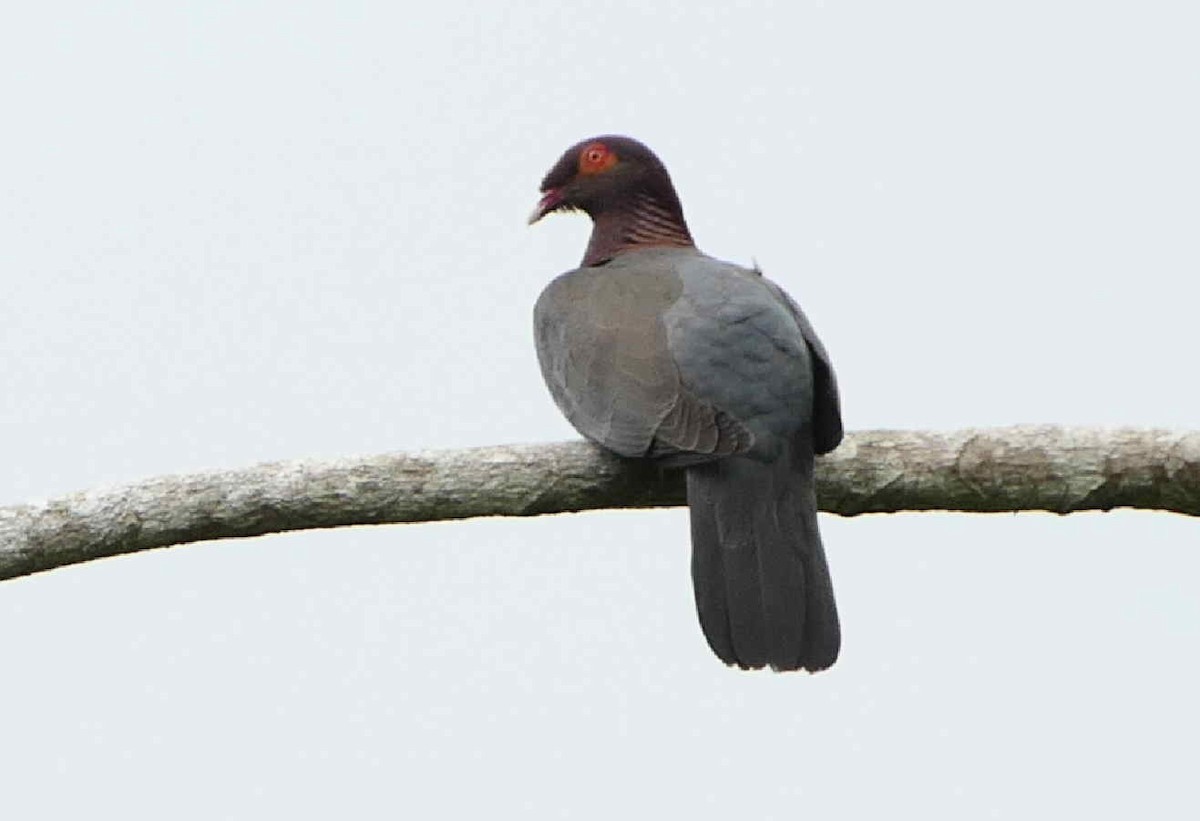 Красношейный голубь - ML592095111
