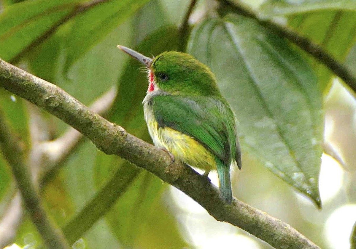 Puerto Rican Tody - ML592095141