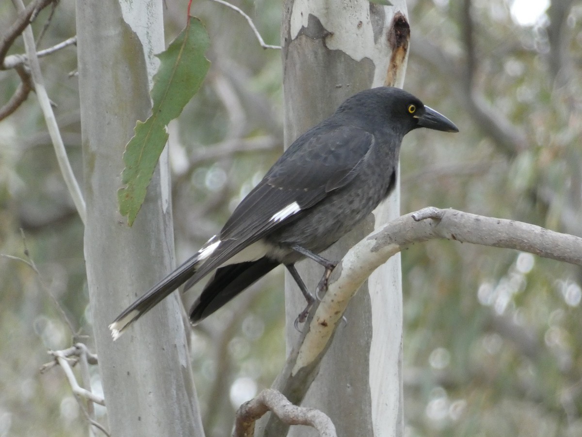 Pied Currawong - ML592095491