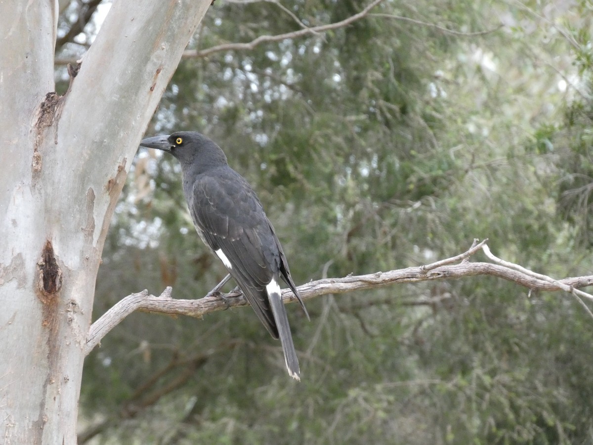 Pied Currawong - ML592095501