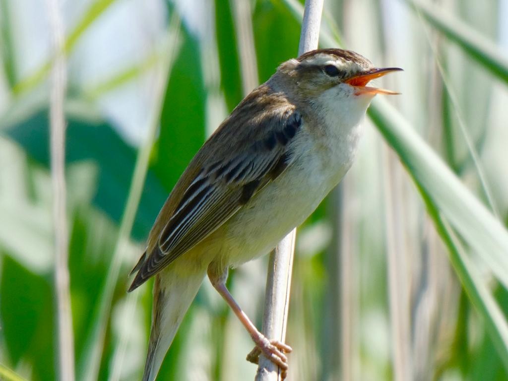 Sedge Warbler - ML592095881