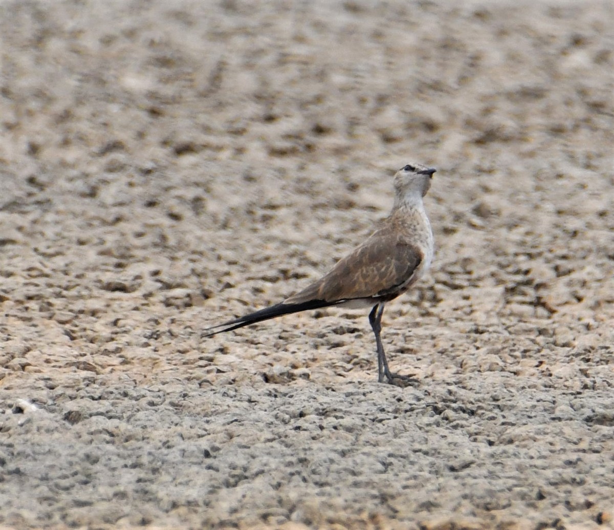 Australian Pratincole - ML592095901