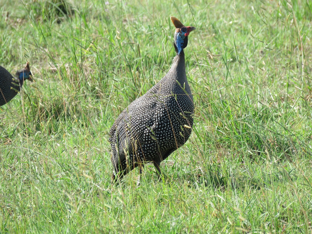 Helmeted Guineafowl - ML592096121