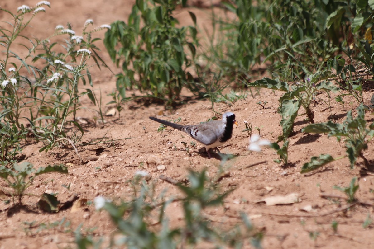 Namaqua Dove - ML592096181