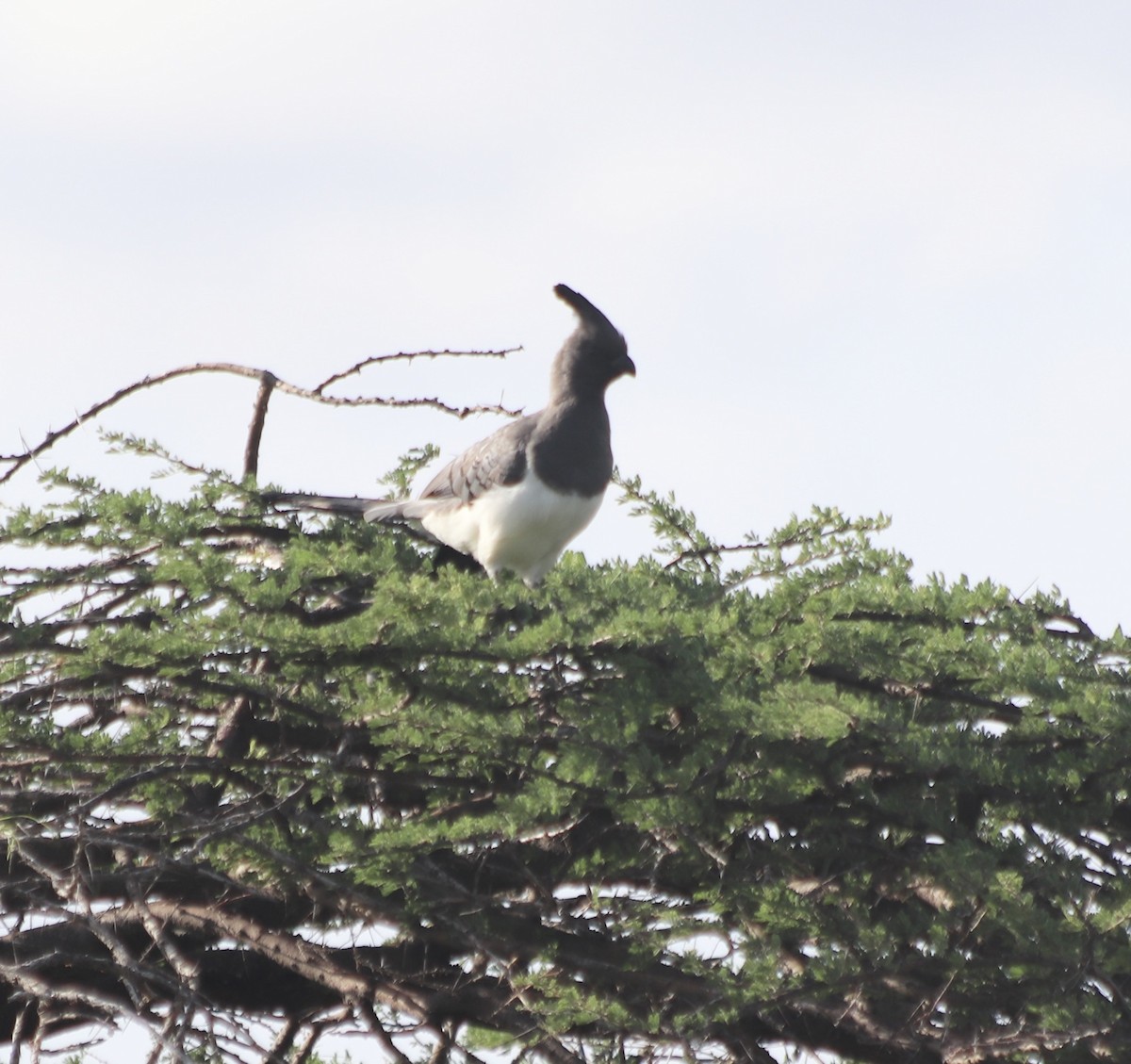 White-bellied Go-away-bird - ML592096451