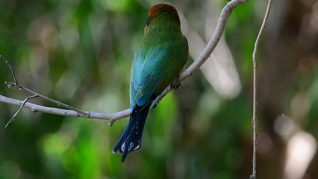 Rainbow Bee-eater - ML592096881