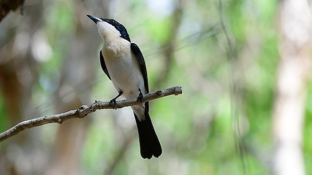 Paperbark Flycatcher - ML592096951