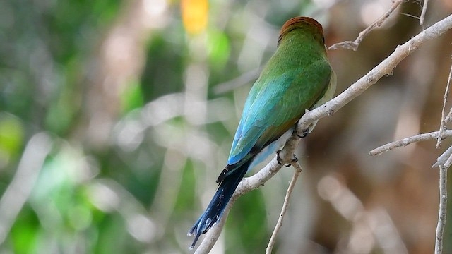 Rainbow Bee-eater - ML592097001