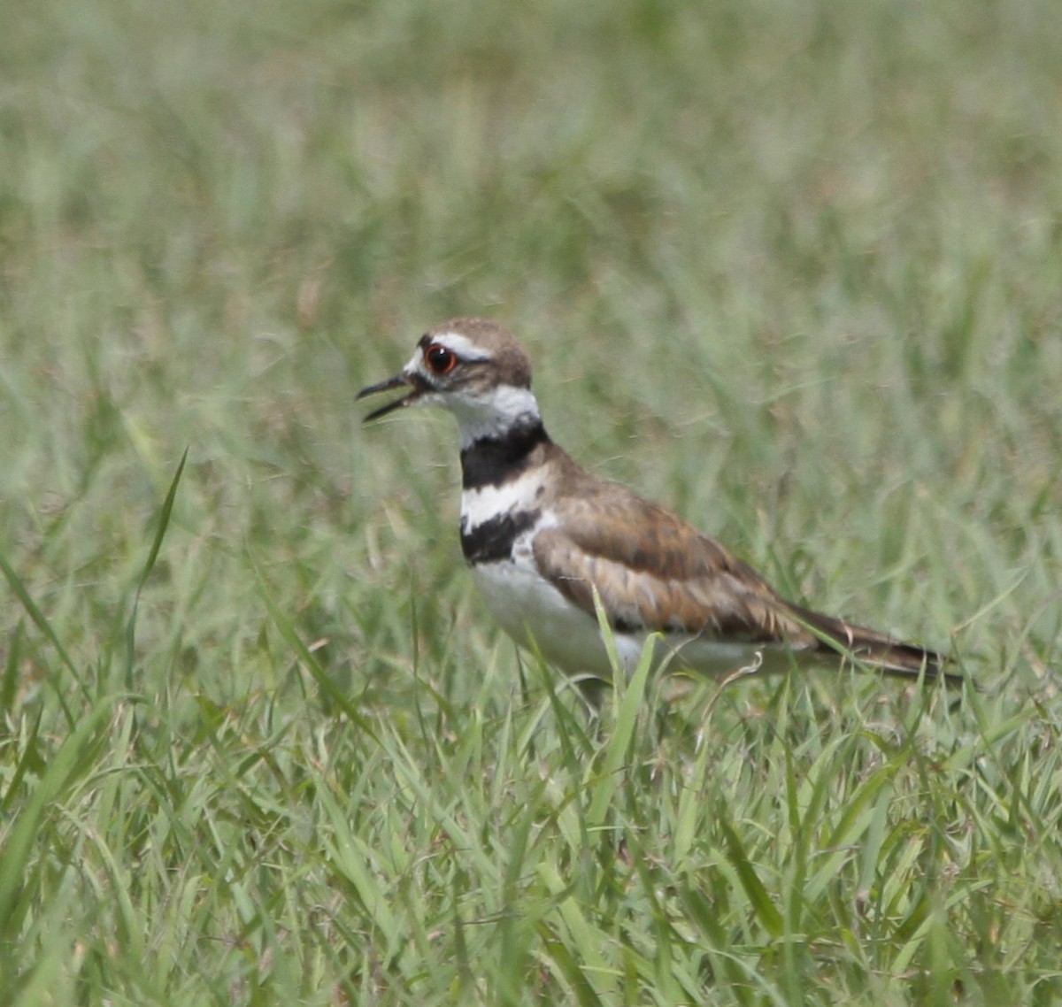 Killdeer - Wency Rosales