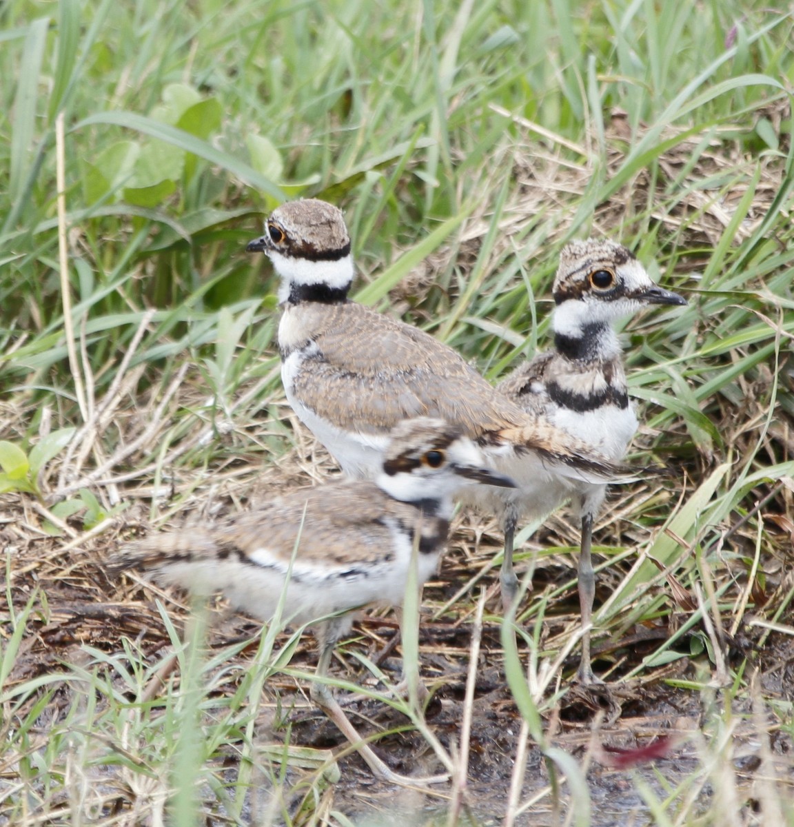 Killdeer - Wency Rosales