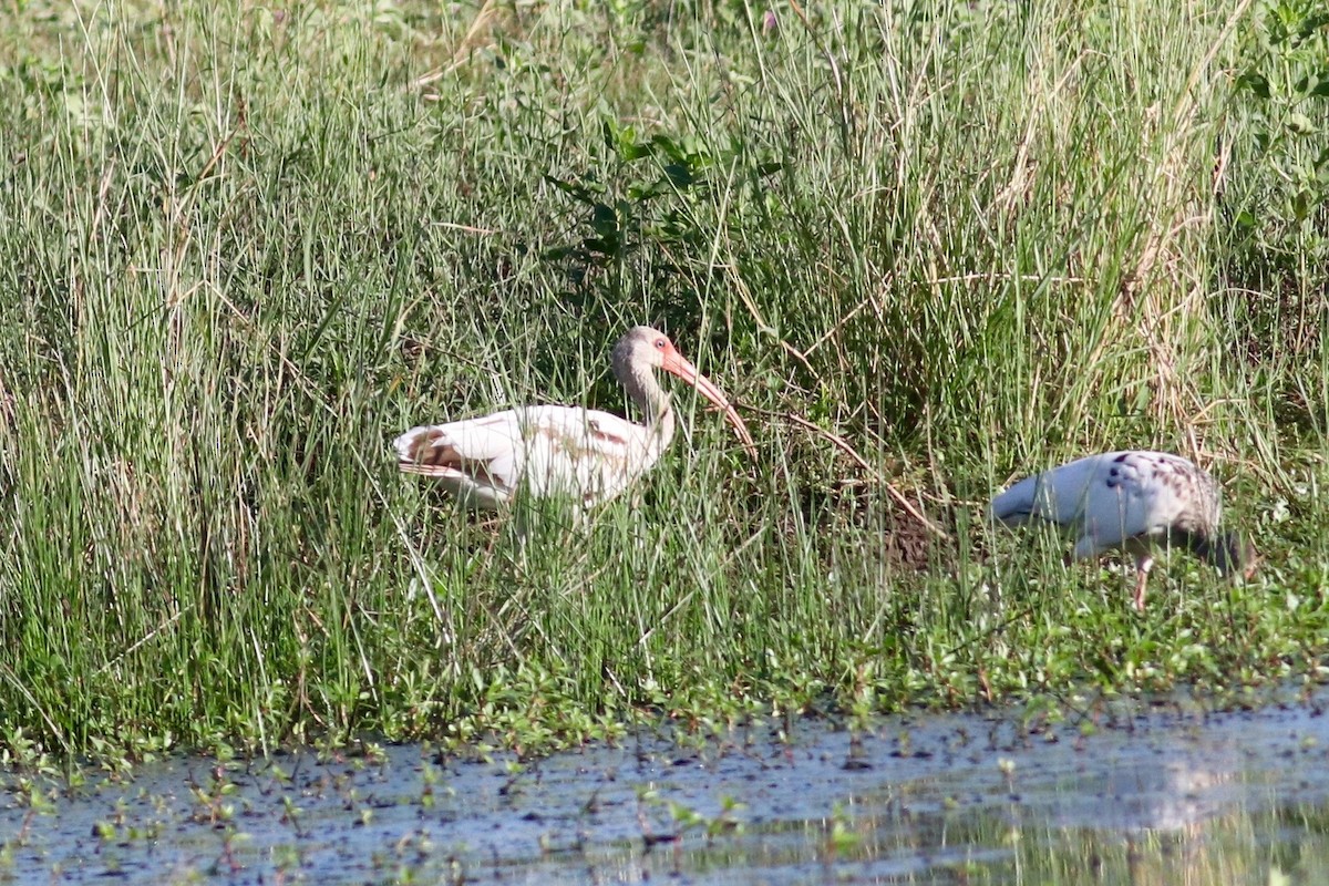 ibis bílý - ML592098901