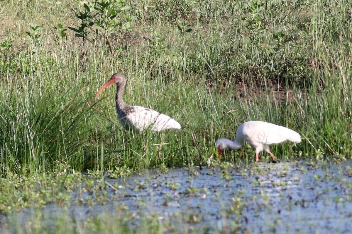 ibis bílý - ML592099061
