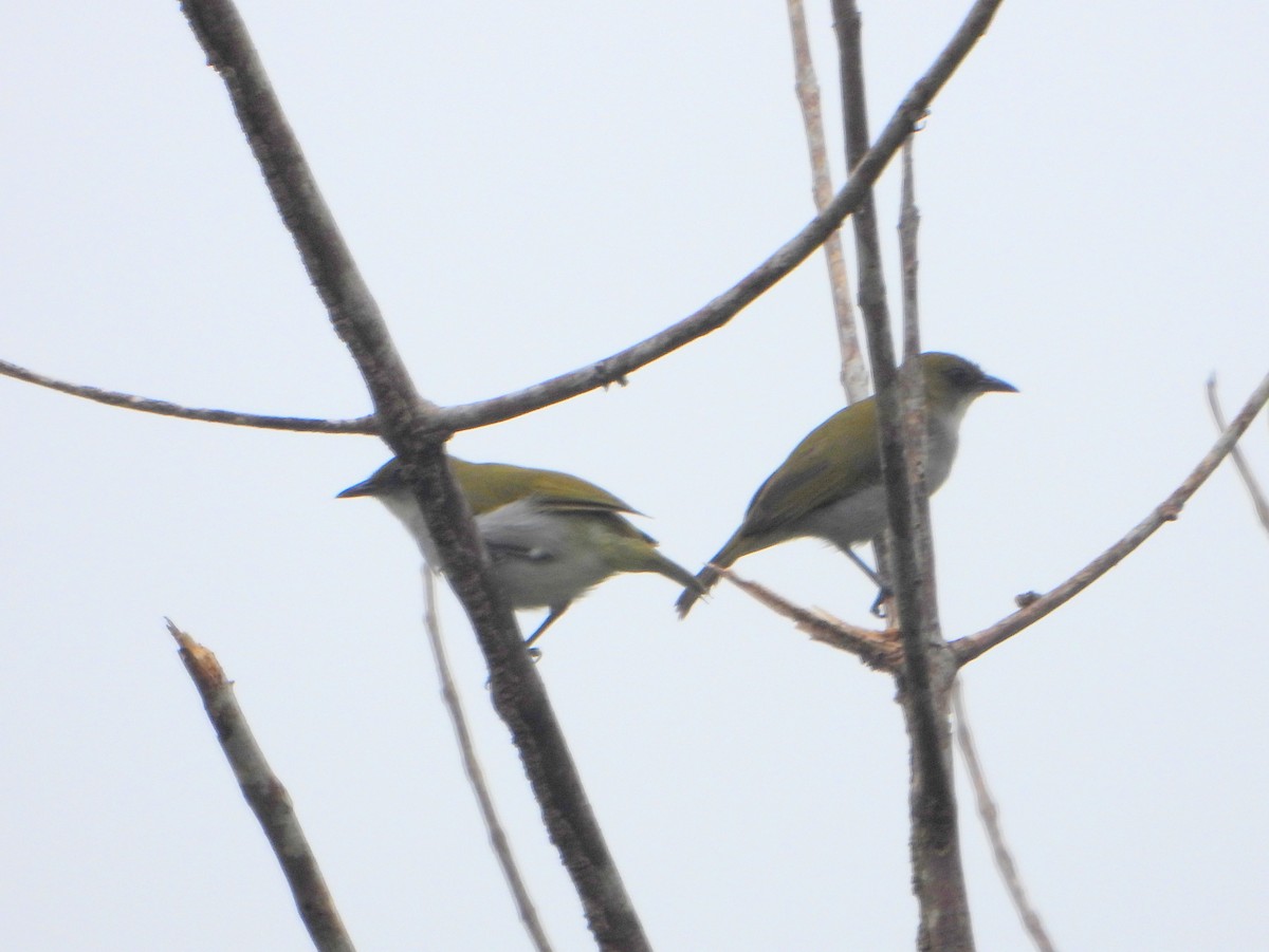 Biak White-eye - ML592100361