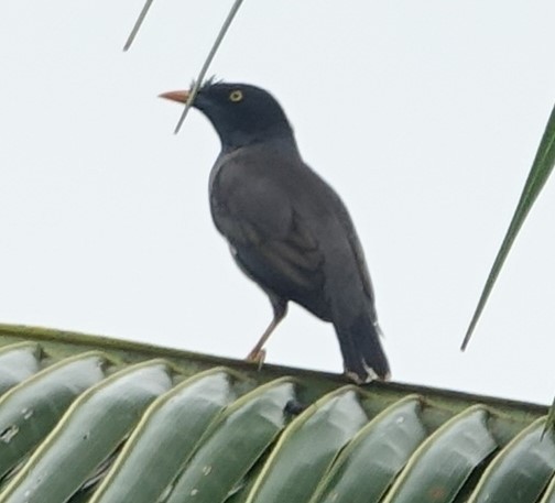 Jungle Myna - Bert Wessling