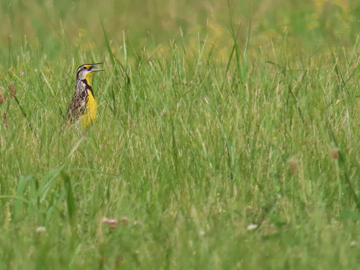 Eastern Meadowlark - Carrie Bell