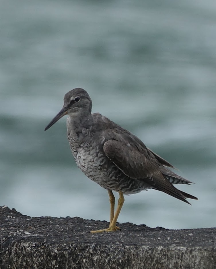 Wandering Tattler - Bert Wessling