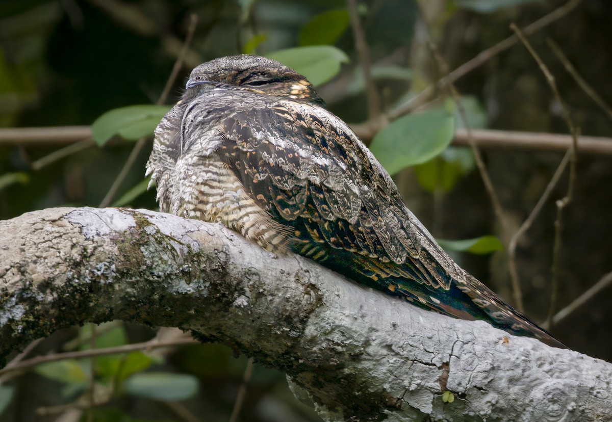 White-throated Nightjar - ML592100861