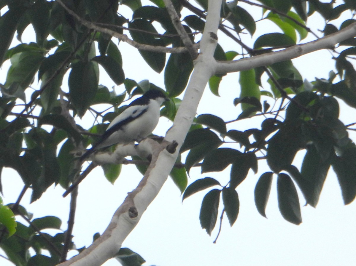 Black-browed Triller (Biak) - ML592102191