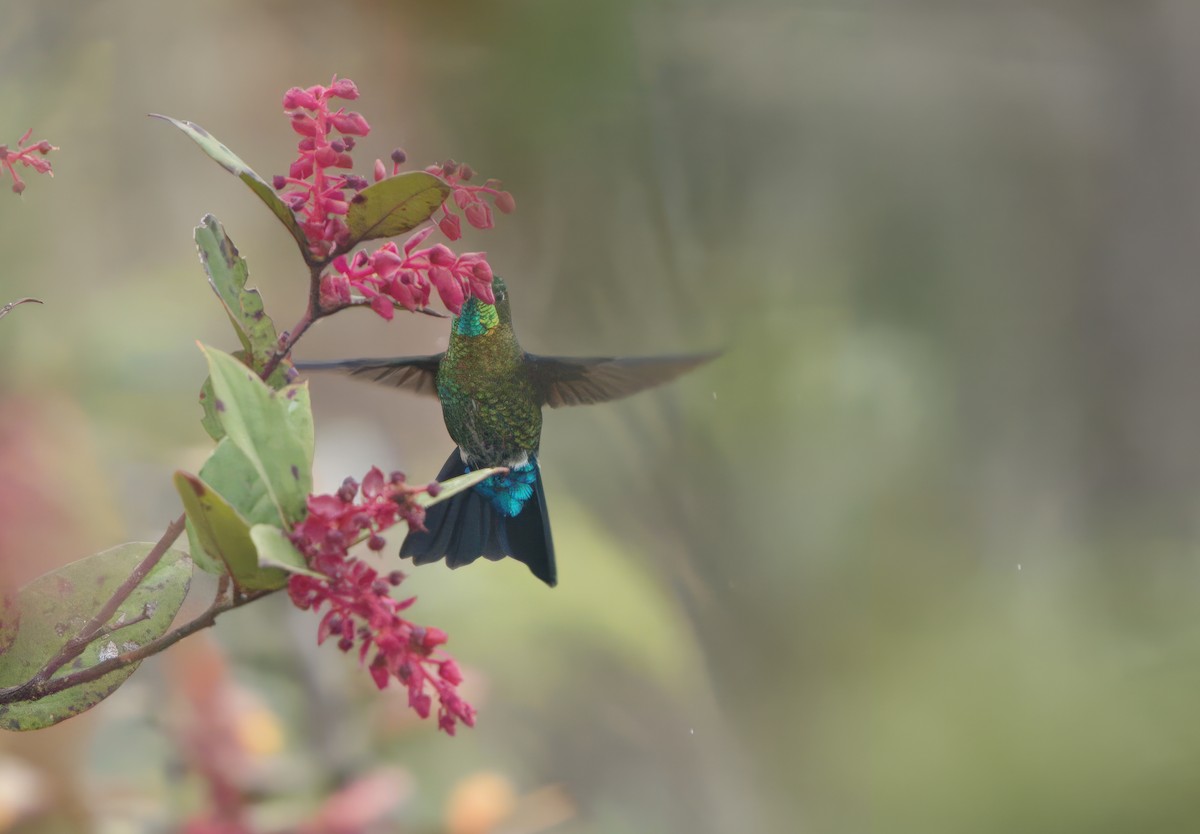 Gorgeted Puffleg - Carlos Mario Wagner Wagner