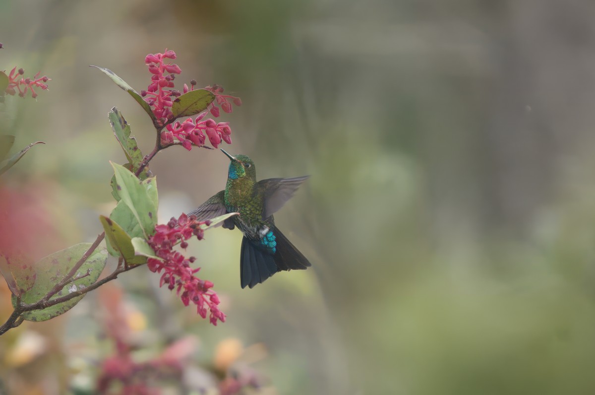 Gorgeted Puffleg - ML592102401